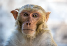 Expanding Alzheimer’s research with primates could overcome the problem with treatments that show promise in mice but don’t help humans