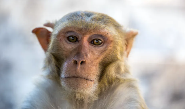 Expanding Alzheimer’s research with primates could overcome the problem with treatments that show promise in mice but don’t help humans