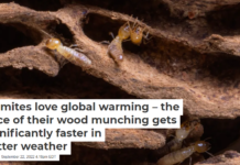 Termites love global warming – the pace of their wood munching gets significantly faster in hotter weather