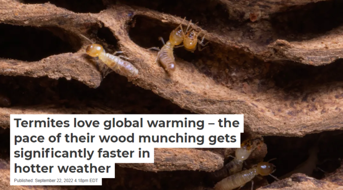 Termites love global warming – the pace of their wood munching gets significantly faster in hotter weather