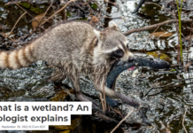 What is a wetland? An ecologist explains