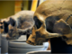 Our Homo sapiens ancestors shared the world with Neanderthals, Denisovans and other types of humans whose DNA lives on in our genes