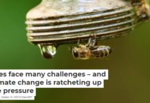 Bees face many challenges – and climate change is ratcheting up the pressure