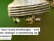 Bees face many challenges – and climate change is ratcheting up the pressure