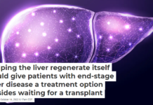 Helping the liver regenerate itself could give patients with end-stage liver disease a treatment option besides waiting for a transplant