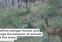 Wildfires reshape forests and change the behavior of animals that live there