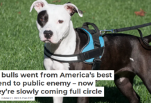 Pit bulls went from America’s best friend to public enemy – now they’re slowly coming full circle