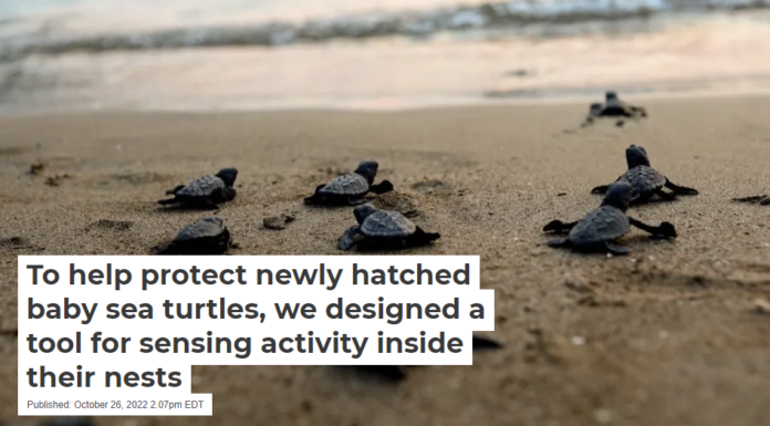 To help protect newly hatched baby sea turtles, we designed a tool for sensing activity inside their nests
