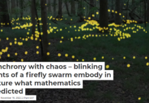 Synchrony with chaos – blinking lights of a firefly swarm embody in nature what mathematics predicted