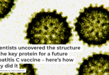 Scientists uncovered the structure of the key protein for a future hepatitis C vaccine – here’s how they did it