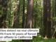Satellites detect no real climate benefit from 10 years of forest carbon offsets in California