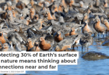 Protecting 30% of Earth’s surface for nature means thinking about connections near and far