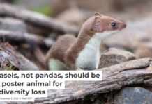Weasels, not pandas, should be the poster animal for biodiversity loss