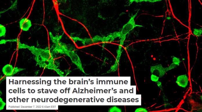 Harnessing the brain’s immune cells to stave off Alzheimer’s and other neurodegenerative diseases