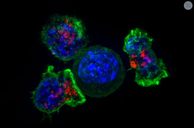 Killer T cells (green and red), or cytotoxic T cells, surround a cancer cell (blue, center). NICHD/J. Lippincott-Schwartz, CC BY-NC-ND
