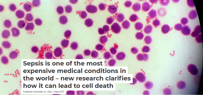 Bacteria (clusters of light pink, surrounded by larger magenta blood cells) can cause deadly infections, but overreactive immune responses can deliver the lethal blow. Scharvik/iStock via Getty Images Plus