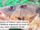 The lenses of fishes’ eyes record their lifetime exposure to toxic mercury, new research finds