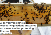 How do you vaccinate a honeybee? 6 questions answered about a new tool for protecting pollinators