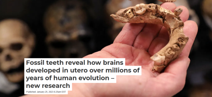 Any hominid fossil find with molar teeth can be plugged into a new equation that reveals its species’ prenatal growth rate. Gil Cohen-Magen/AFP via Getty Images