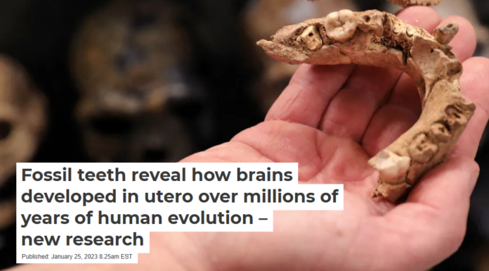 Fossil teeth reveal how brains developed in utero over millions of years of human evolution – new research