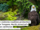 Biden restores roadless protection to the Tongass, North America’s largest rainforest