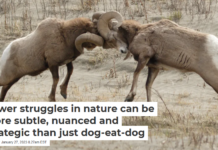 Power struggles in nature can be more subtle, nuanced and strategic than just dog-eat-dog