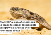 Is ‘Toadzilla’ a sign of enormous cane toads to come? It’s possible – toads grow as large as their environment allows