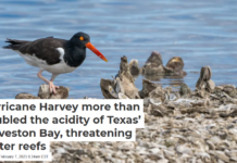 Hurricane Harvey more than doubled the acidity of Texas’ Galveston Bay, threatening oyster reefs