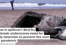 What is spillover? Bird flu outbreak underscores need for early detection to prevent the next big pandemic