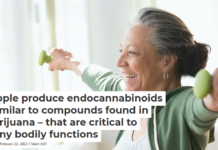 People produce endocannabinoids – similar to compounds found in marijuana – that are critical to many bodily functions