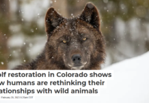 Wolf restoration in Colorado shows how humans are rethinking their relationships with wild animals