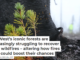 The West’s iconic forests are increasingly struggling to recover from wildfires – altering how fires burn could boost their chances