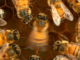 Unlocking secrets of the honeybee dance language – bees learn and culturally transmit their communication skills