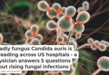 Deadly fungus Candida auris is spreading across US hospitals – a physician answers 5 questions about rising fungal infections