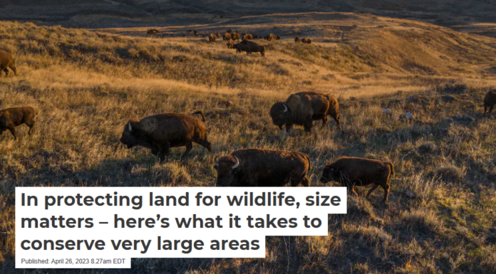 In protecting land for wildlife, size matters – here’s what it takes to conserve very large areas