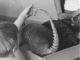 Leprosy-causing bacteria found in armadillo specimens highlight value of museum collections for tracking pathogens
