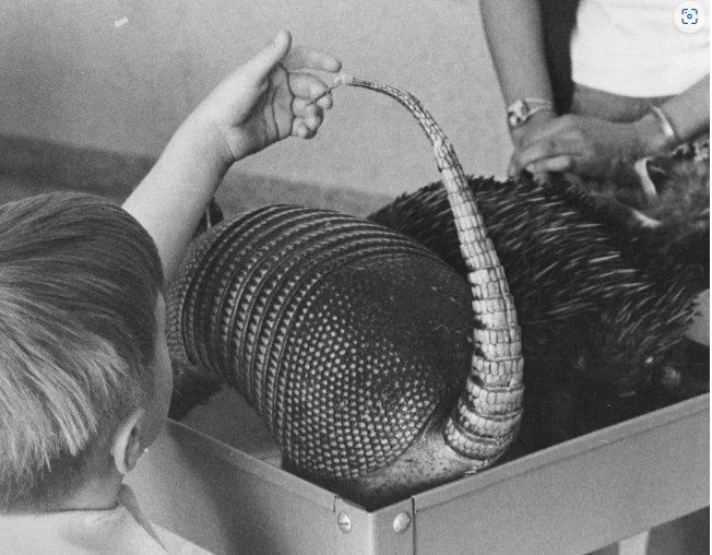 Museum specimens are like time capsules from where and when the organisms and their pathogens lived. Ed Maker/The Denver Post via Getty Images