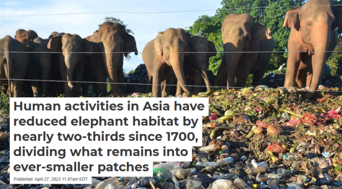 Human activities in Asia have reduced elephant habitat by nearly two-thirds since 1700, dividing what remains into ever-smaller patches