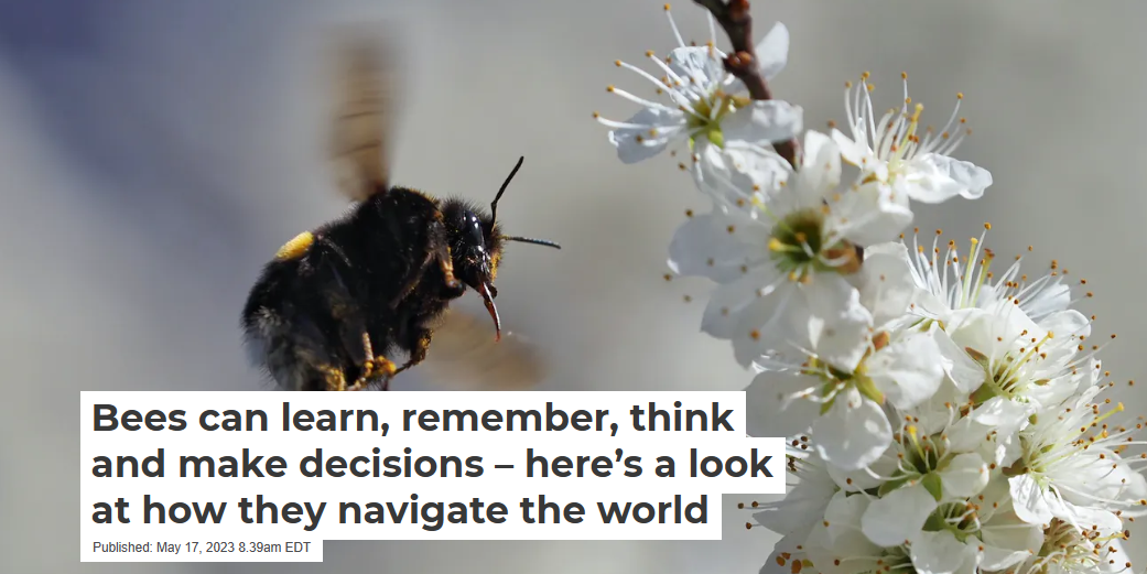 Bees Are Astonishingly Good at Making Decisions