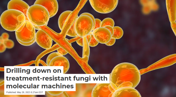 Drilling down on treatment-resistant fungi with molecular machines