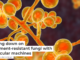Drilling down on treatment-resistant fungi with molecular machines