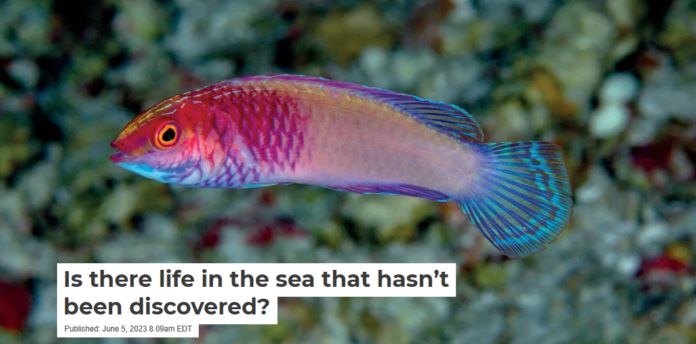 The Rose-veiled fairy wrasse, a small reef fish discovered in 2022. Luiz A. Rocha/Wikimedia Commons