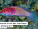 Is there life in the sea that hasn’t been discovered?