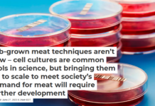 Lab-grown meat techniques aren’t new – cell cultures are common tools in science, but bringing them up to scale to meet society’s demand for meat will require further development