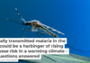 Locally transmitted malaria in the US could be a harbinger of rising disease risk in a warming climate – 5 questions answered