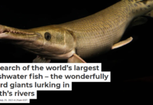 In search of the world’s largest freshwater fish – the wonderfully weird giants lurking in Earth’s rivers