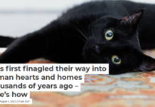 Cats first finagled their way into human hearts and homes thousands of years ago – here’s how