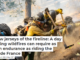 Yellow jerseys of the fireline: A day fighting wildfires can require as much endurance as riding the Tour de France