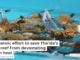 The heroic effort to save Florida’s coral reef from devastating ocean heat