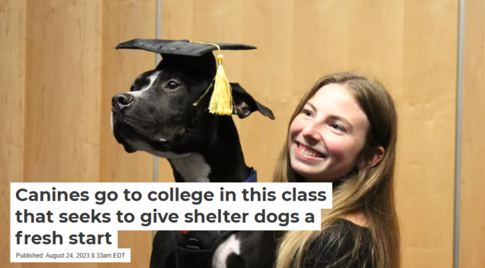 Canines go to college in this class that seeks to give shelter dogs a fresh start